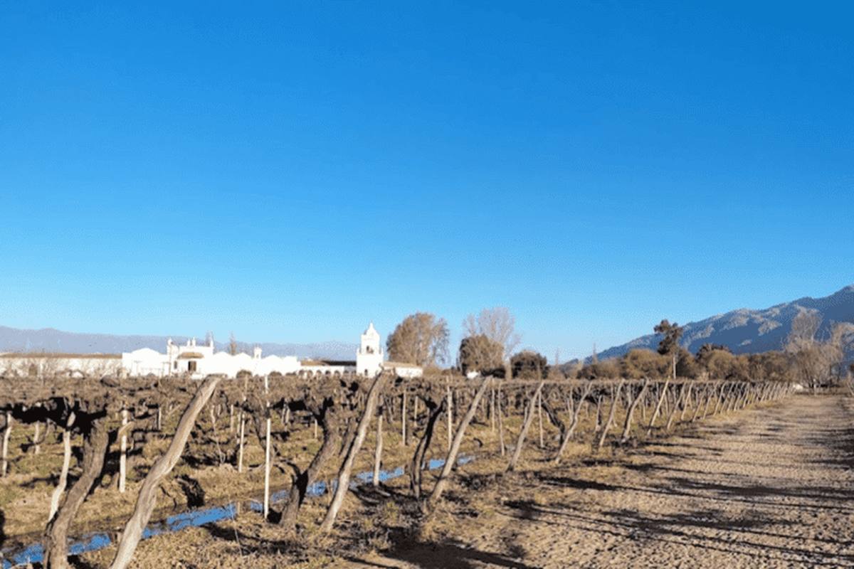 Vinos de Cafayate, Torrontés de la región